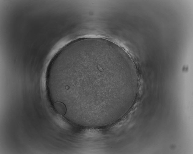 X0000102770296200808251059