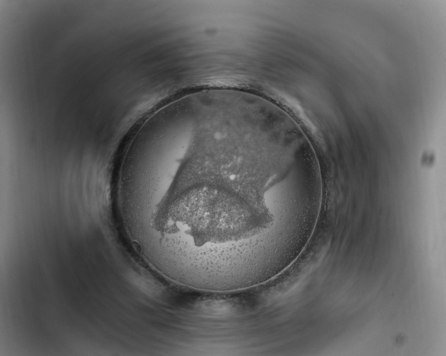 X0000102770299200808251058