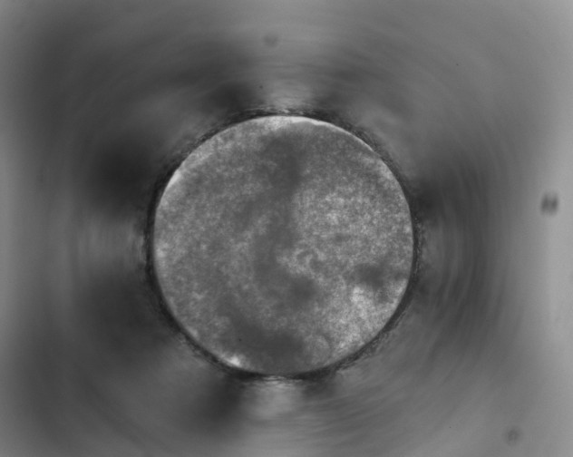 X0000102770313200808251058