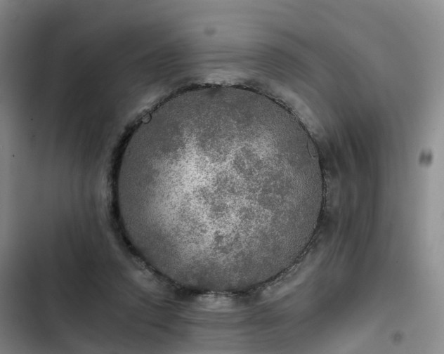 X0000102770354200808251058