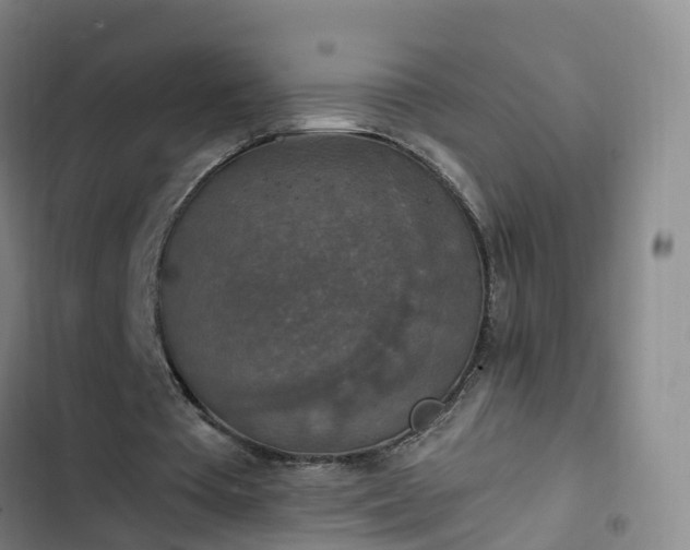 X0000102770385200808251057