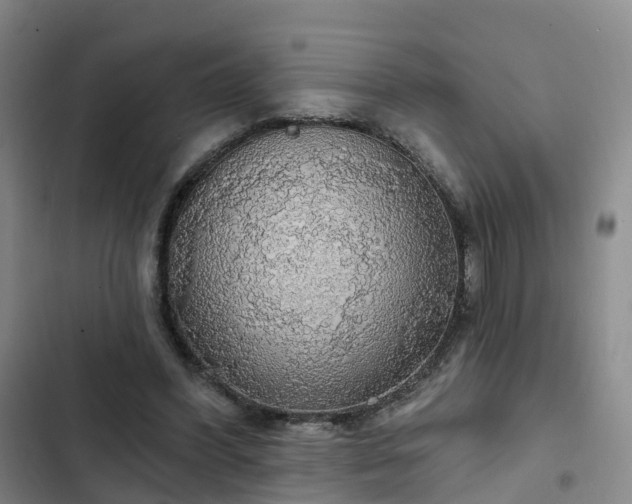 X0000102770396200808251057