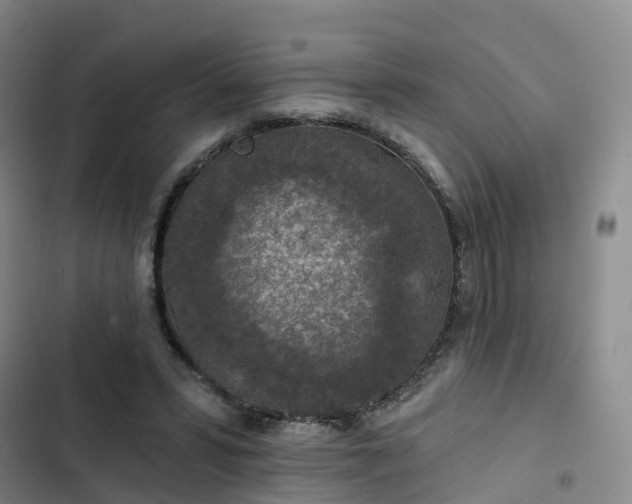 X0000102770399200808251057