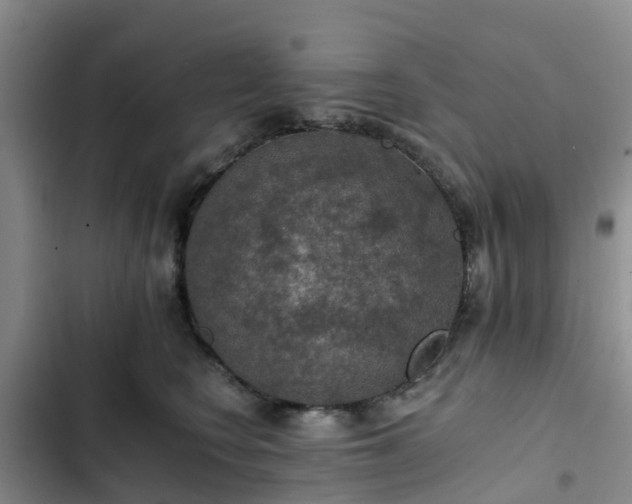 X0000102770566200808251054