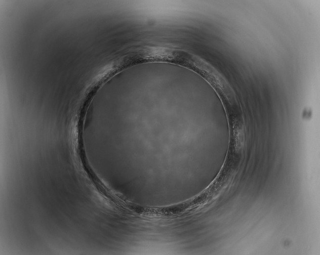 X0000102770729200808251051