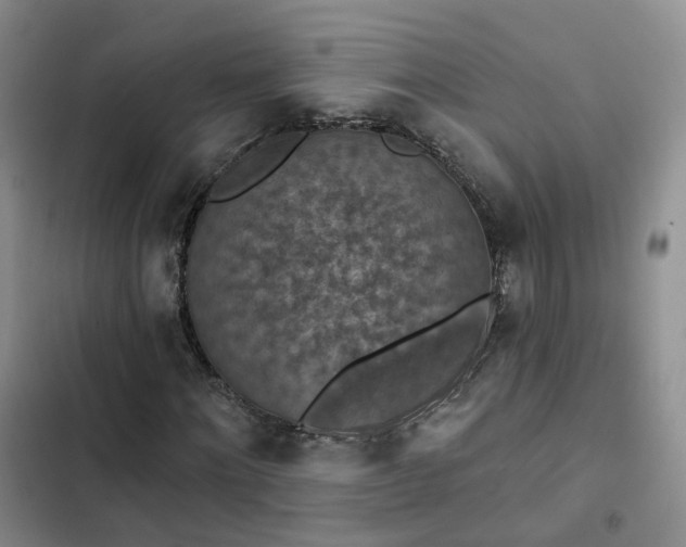 X0000102770868200808251049