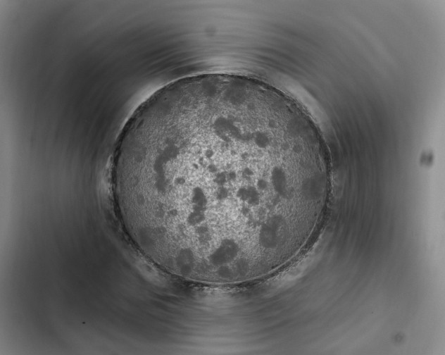 X0000102770875200808251049