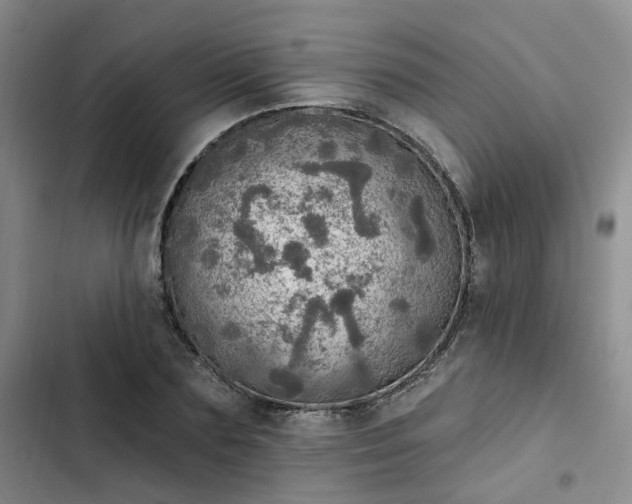 X0000102770883200808251049