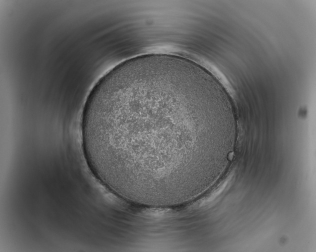 X0000102770939200808251049