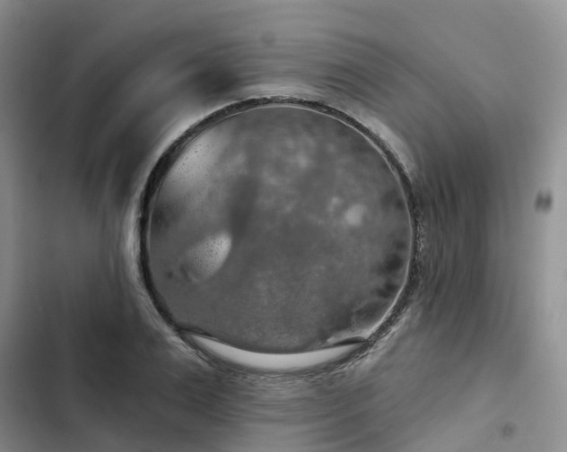 X0000102770983200808251048