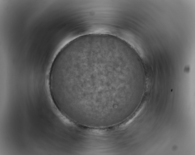 X0000102771086200808251046