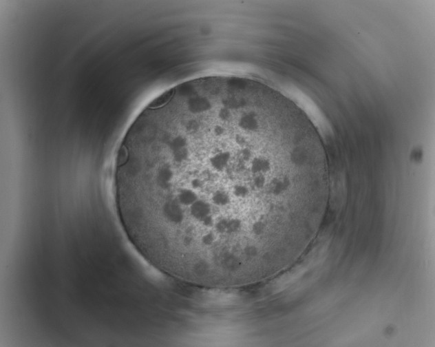 X0000102771103200808251046