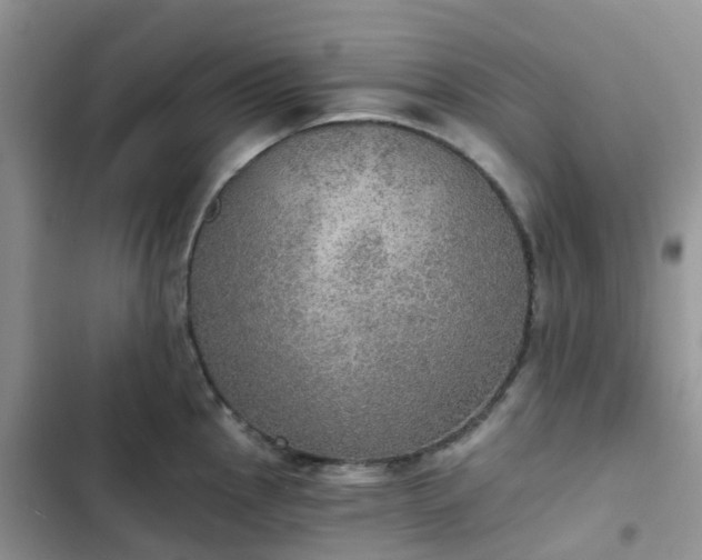 X0000102771145200808251046