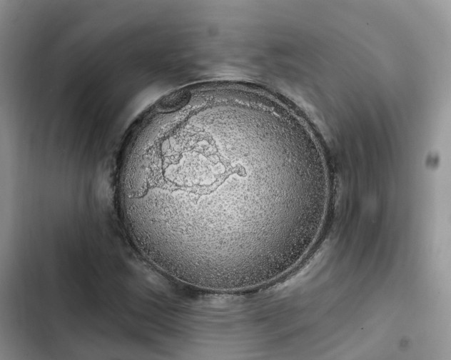 X0000102771163200808251045