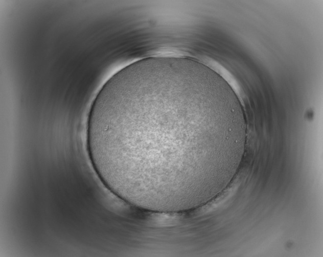 X0000102771195200808251045