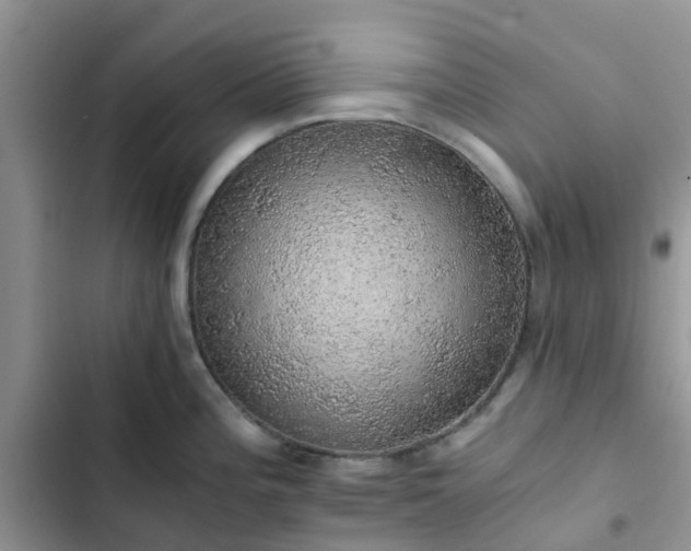 X0000102771196200808251045