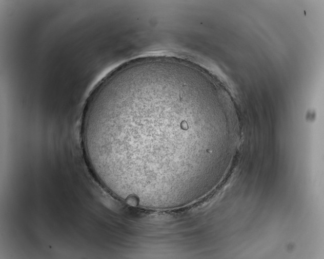 X0000102771216200808251044