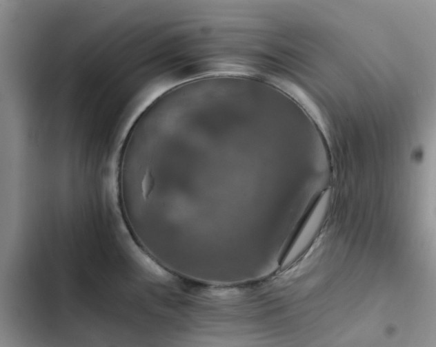 X0000102771243200808251044