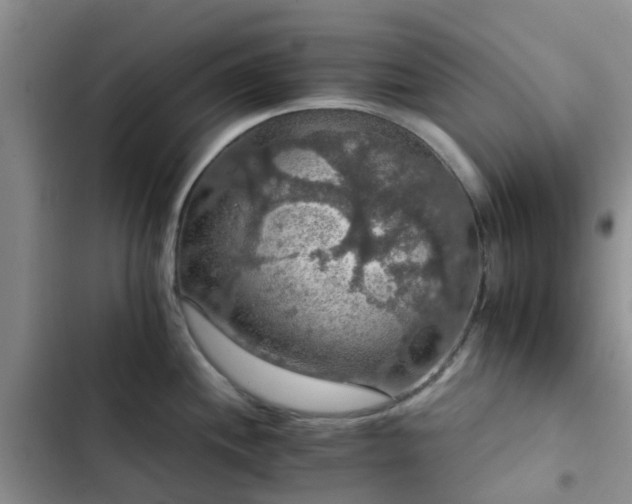 X0000102771244200808251044