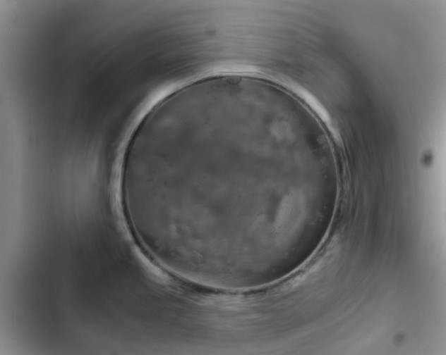 X0000102771245200808251044