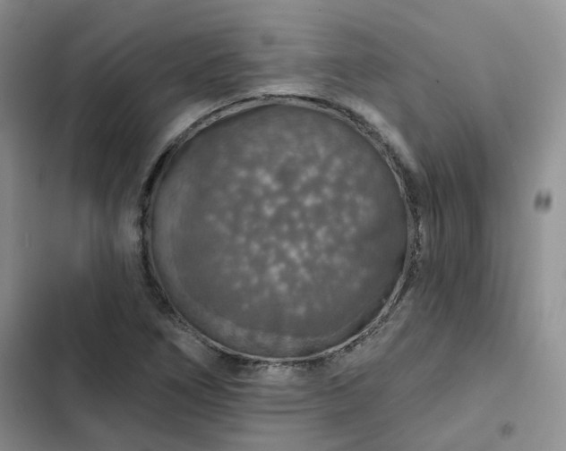 X0000102771266200808251043