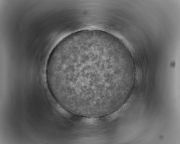 X0000102771278200808251043