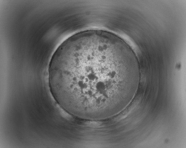 X0000102771287200808251043