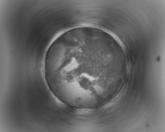 X0000102771294200808251043