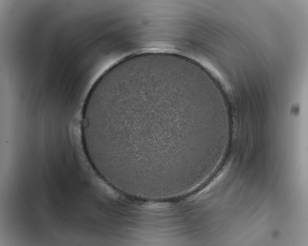 X0000102771325200808251043