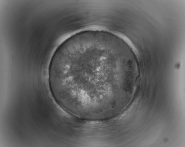 X0000102771335200808251043