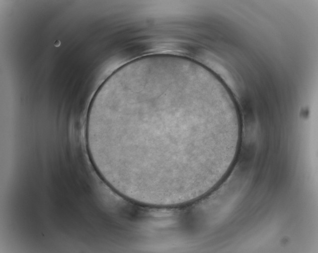 X0000102771338200808251043