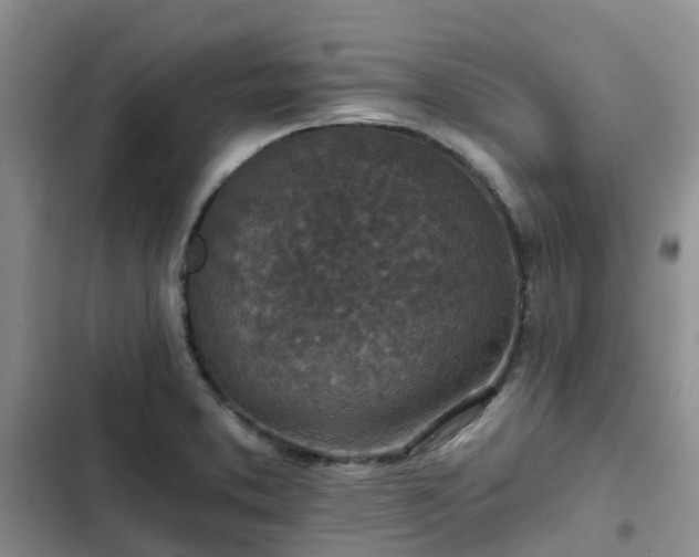 X0000102771373200808251042