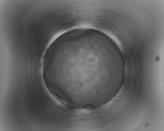 X0000102771382200808251041