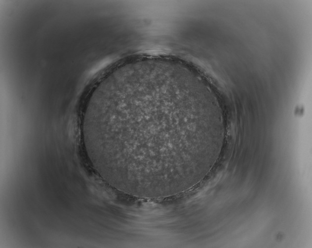 X0000102771398200808251041