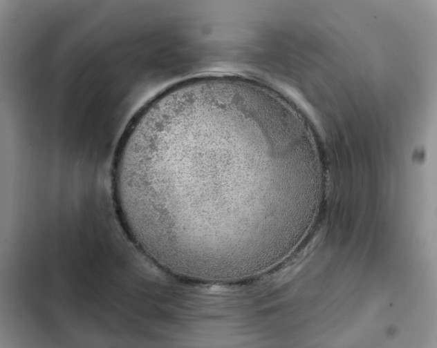 X0000102771412200808251041