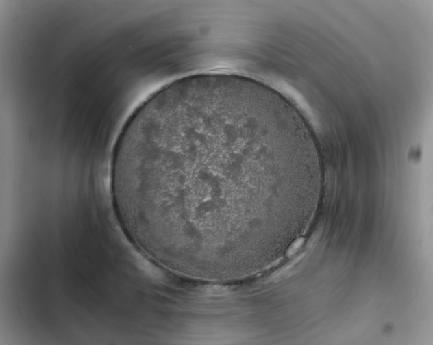 X0000102771424200808251041