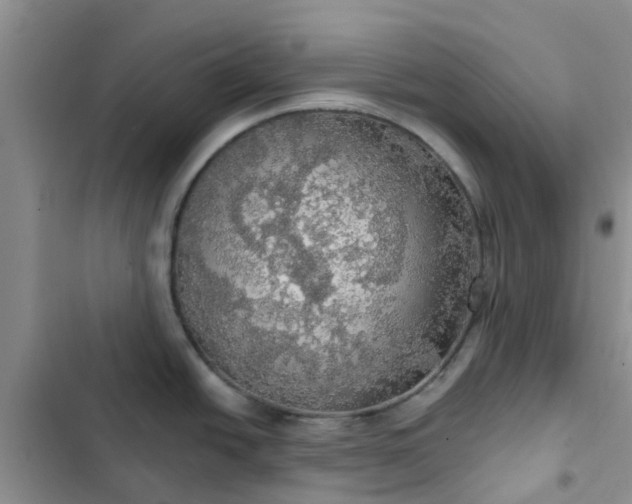 X0000102771438200808251041