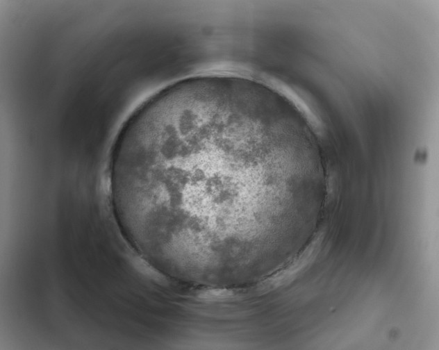 X0000102771462200808251040