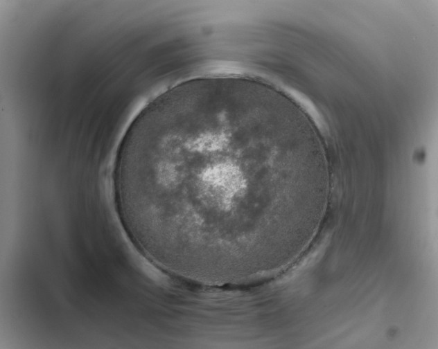 X0000102771475200808251040