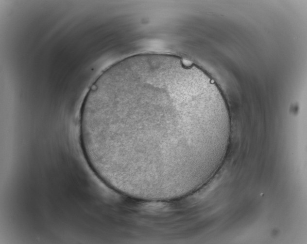 X0000102771479200808251040