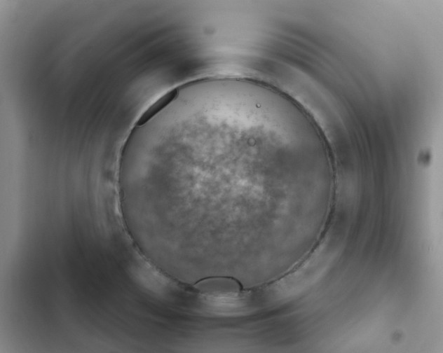 X0000102771481200808251040