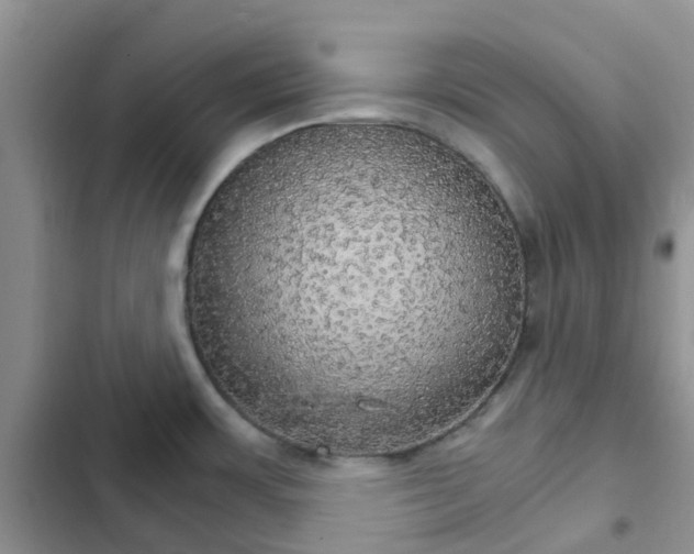 X0000102771483200808251040