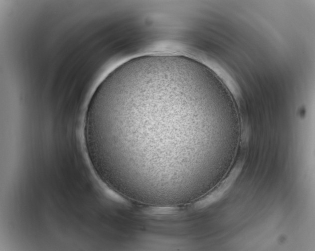 X0000102771486200808251040