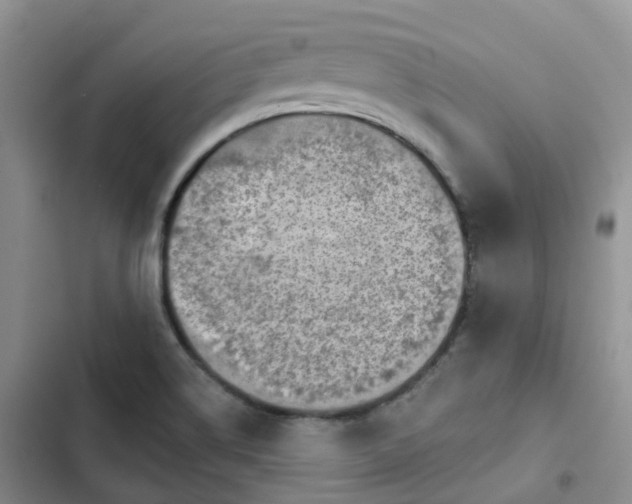 X0000102771514200808251040