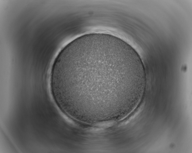 X0000102771525200808251040