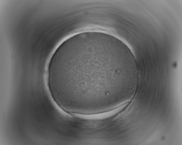 X0000102771531200808251040