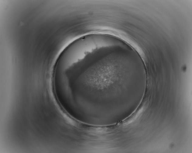 X0000102771533200808251040