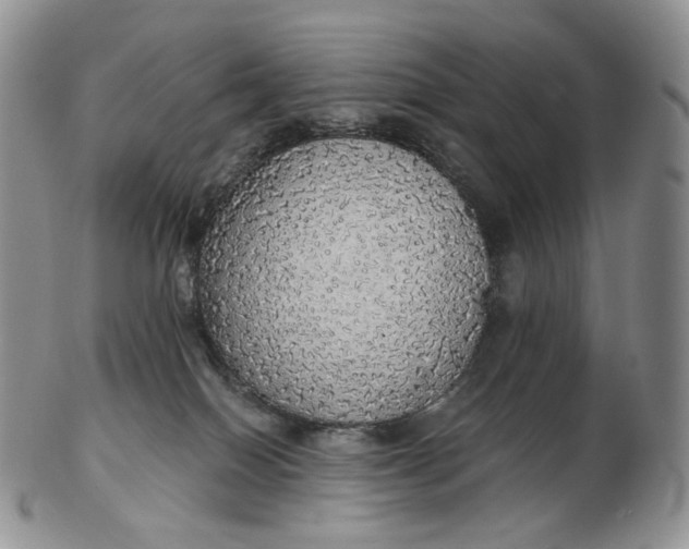 X0000102770086200809021039