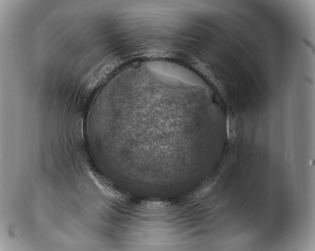 X0000102770205200809021037