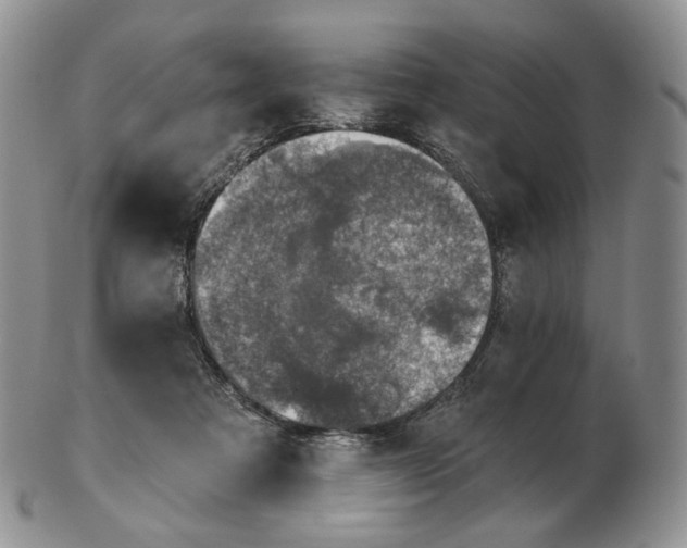 X0000102770313200809021035